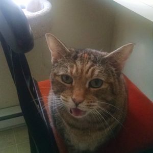 Meet your Posher, Michele